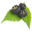 blackberry
