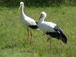 Storchenpaar auf der Wiese