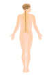 The nervous system, eps8