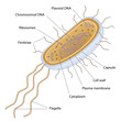 Structure of a bacterial cell, eps8