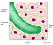 Uptake of tissue fluid by lymphatic capillary, eps8