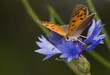 Lycaena phlaeas