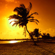 Photo: sunrise palm sunrise palm