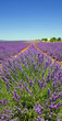 Provence - Plateau de Valensole