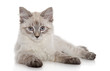Siberian kitten