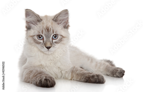 Photo: Siberian kitten Siberian kitten