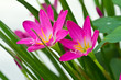 purple rain lily flower ,Thailand