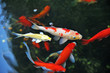 Koi  Carps Swimming In The Pond