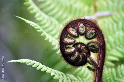 Photo: Fern Frond, New Zealand Fern Frond, New Zealand