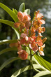 orchid