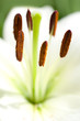 Nahaufnahme Lilienpollen
