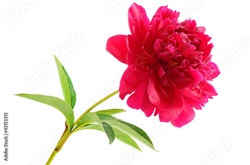 Photo: Red peony flower Red peony flower