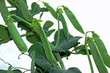 Gartenerbse q.