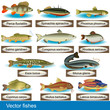 Vector Fishes