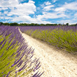 Photo: Provence - Champs de Lavandes Provence - Champs de Lavandes