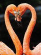 Flamingos 2