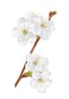 Photo: Flowers of the cherry or apple blossoms on a white background Flowers of the cherry or apple blossoms on a white background