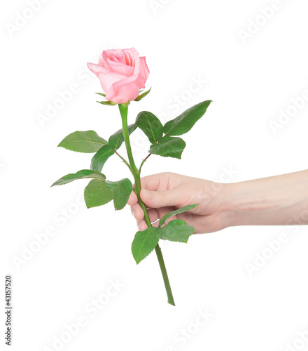 Photo: flower rose in hand men flower rose in hand men