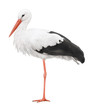 Stork on his long legs. Symbol of pregnancy. Stork on his long legs. Symbol of pregnancy.