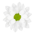 Photo: flower on a white background flower on a white background