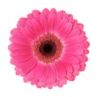 Photo: flower on a white background flower on a white background