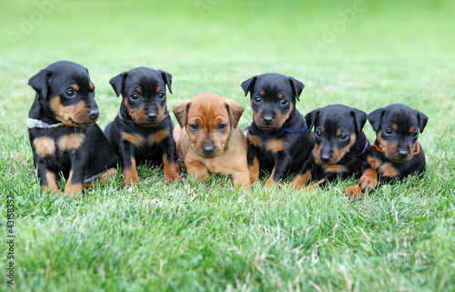 Photo: The Miniature Pinscher puppies The Miniature Pinscher puppies