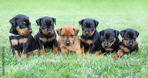 Photo: The Miniature Pinscher puppies The Miniature Pinscher puppies