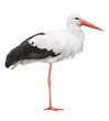 Stork on his long legs. Symbol of pregnancy. Stork on his long legs. Symbol of pregnancy.
