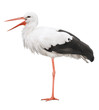 Stork on his long legs and an open beak. Symbol of pregnancy. Stork on his long legs and an open beak. Symbol of pregnancy.