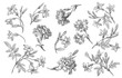 Old flowers
