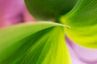 Abstract background with a green leaf closeup