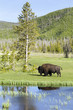 bisonte nello Yellowstone National Park in Wyoming