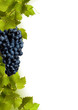 Foto: Collage of vine leaves and blue grape Collage of vine leaves and blue grape