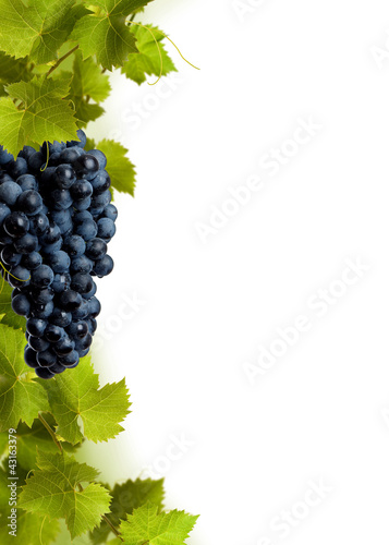 Photo: Collage of vine leaves and blue grape Collage of vine leaves and blue grape