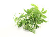 grünes Stevia mit weißen Blüten
