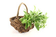 Stevia
