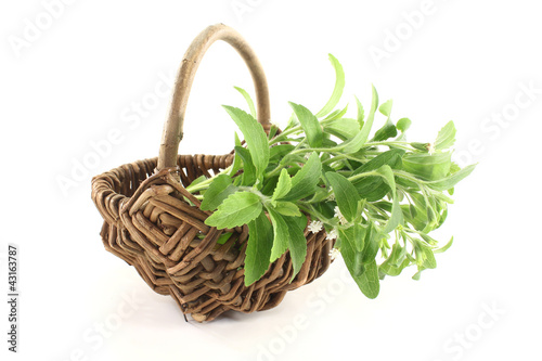 Photo: Stevia Stevia