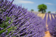Lavender field. The plateau of Valensole in Provence