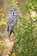 Owl on tree