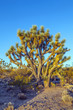 joshua tree in warm bright light