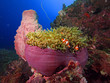 Magnificent anemone folded