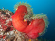 Magnificent anemone