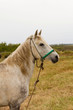 Old White Horse
