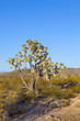 joshua tree in warm bright light