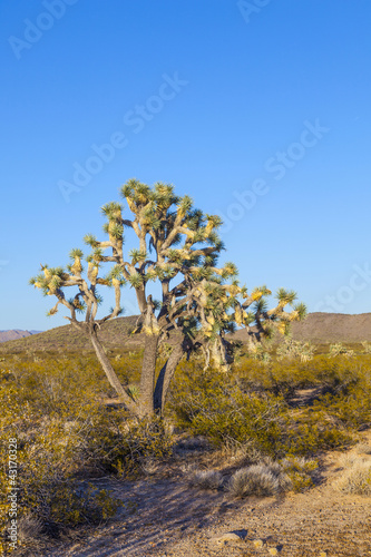 Photo: joshua tree in warm bright light joshua tree in warm bright light