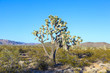 joshua tree in warm bright light