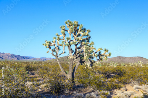 Photo: joshua tree in warm bright light joshua tree in warm bright light
