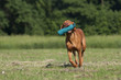 Magyar Vizsla