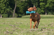 Magyar Vizsla