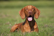 Magyar Vizsla